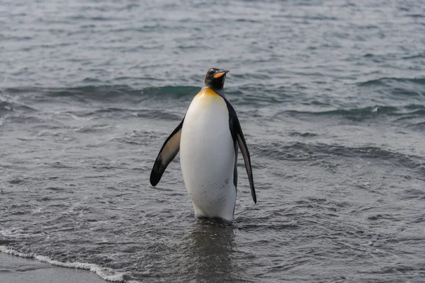 Rei Pinguim Saindo Mar — Fotografia de Stock