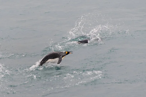 Pinguini Che Nuotano Acqua — Foto Stock