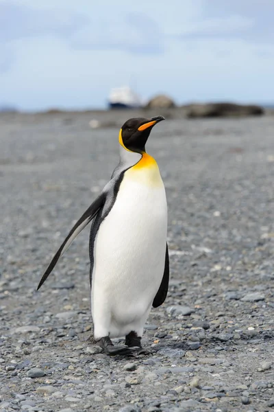 Pingüinos Rey Isla Georgia Del Sur —  Fotos de Stock