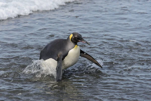 Король Пингвин Выходит Моря — стоковое фото