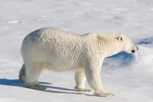 Полярний Ведмідь Льоду — стокове фото
