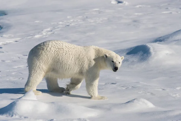 Eisbär Packeis — Stockfoto