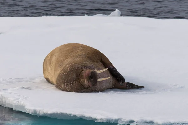 Schattig Walrus Ijs — Stockfoto