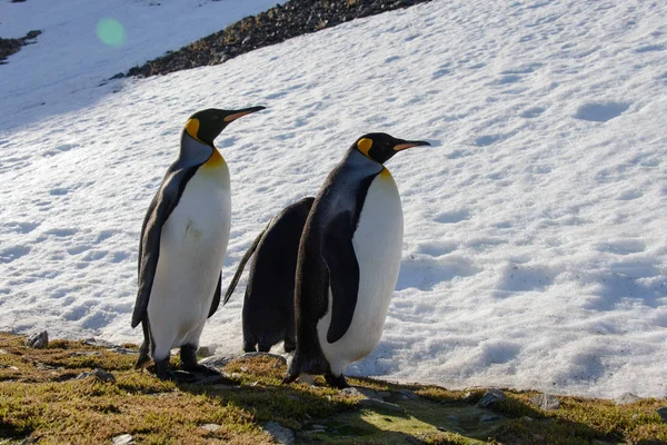 King Penguins South Georgia — Stock Photo, Image