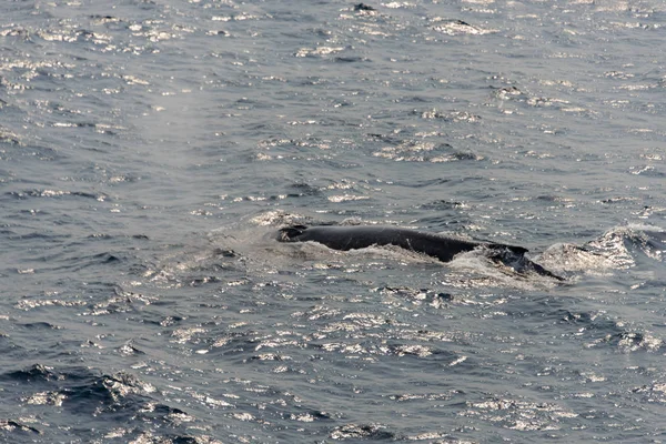 Aleta Ballena Jorobada Mar — Foto de Stock