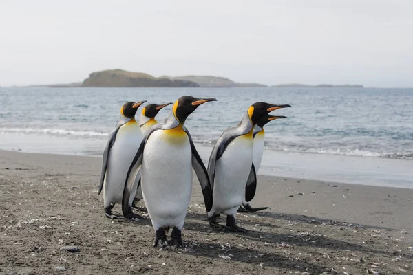 Koning Pinguïns Zuid Georgië Eiland — Stockfoto