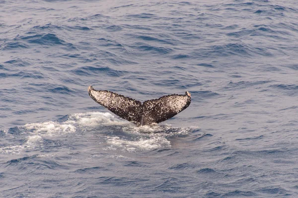 Humpback whale tail in the sea