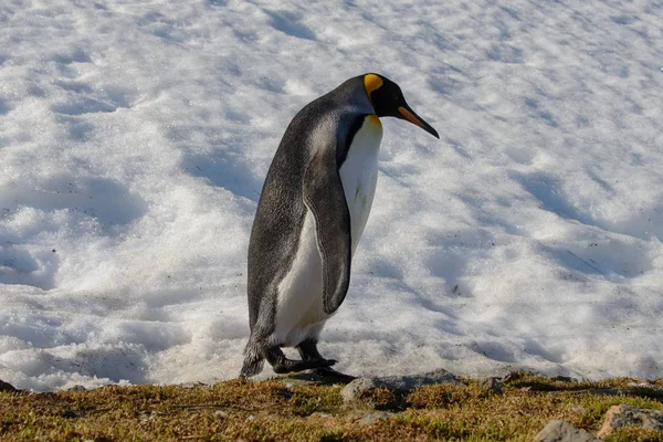 Король Пінгвіни Півдні Грузії — стокове фото