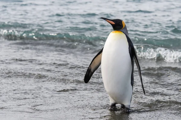 Rei Pinguim Saindo Mar — Fotografia de Stock