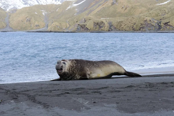 Éléphant Mer Agressif Sur Bord Mer — Photo