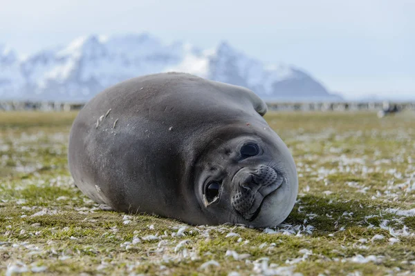 Foca Elefante Durmiendo Naturaleza — Foto de Stock