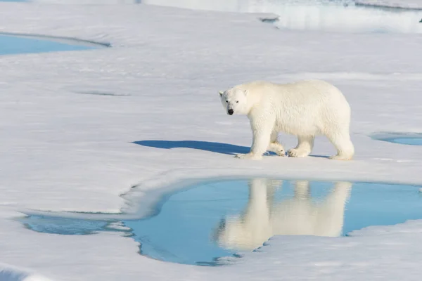 Eisbär Packeis — Stockfoto