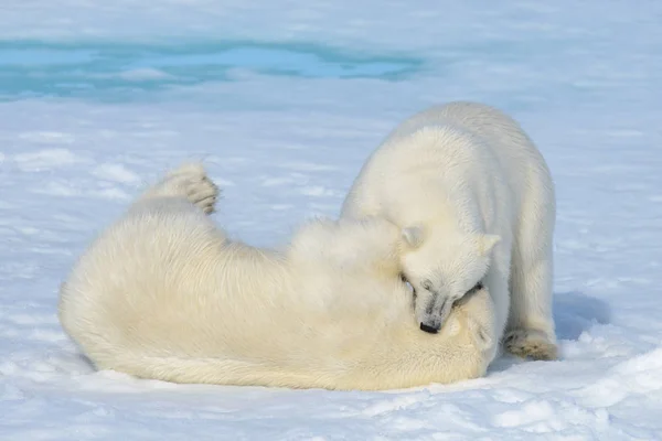 Due Cuccioli Orso Polare Che Giocano Insieme Sul Ghiaccio Nord — Foto Stock