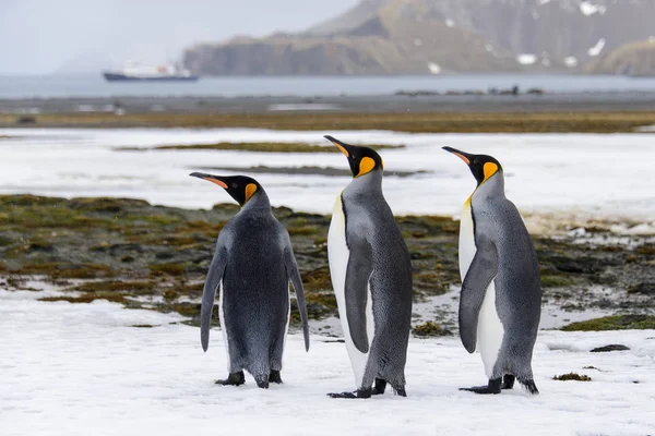 Rey Pingüinos Naturaleza — Foto de Stock