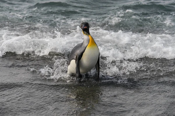 Koning Pinguïn Gaande Van Zee — Stockfoto