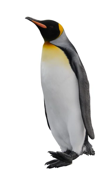 Prachtige Volwassen Koning Pinguïn — Stockfoto