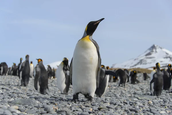 美しいアダルト キング ペンギン — ストック写真