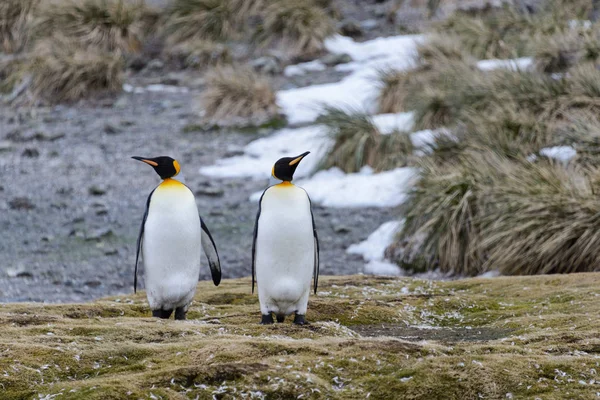 Koning Pinguins Zuid Georgië — Stockfoto