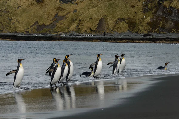 サウス ジョージア島のキング ペンギン — ストック写真