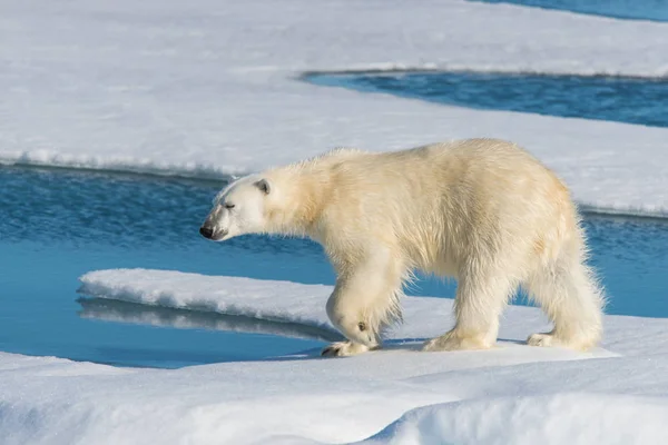 Urso Polar Embalagem Gelo — Fotografia de Stock