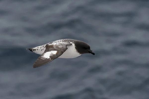 Antarktis Petrell Thalassoica Antarctica — Stockfoto