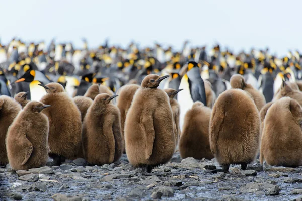 Bello Adulto Pinguino — Foto Stock