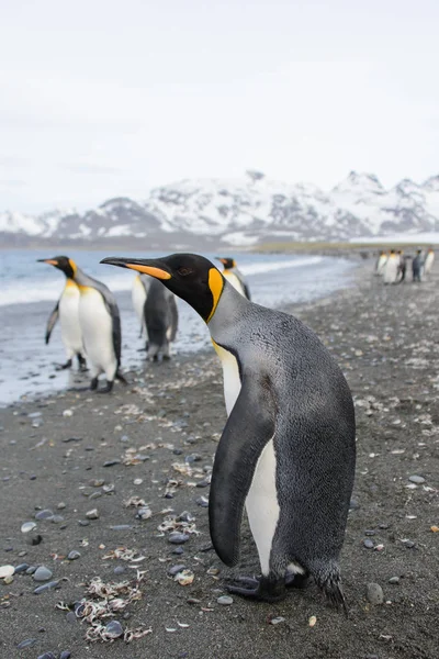 King Penguins South Georgia Island — Stock Photo, Image