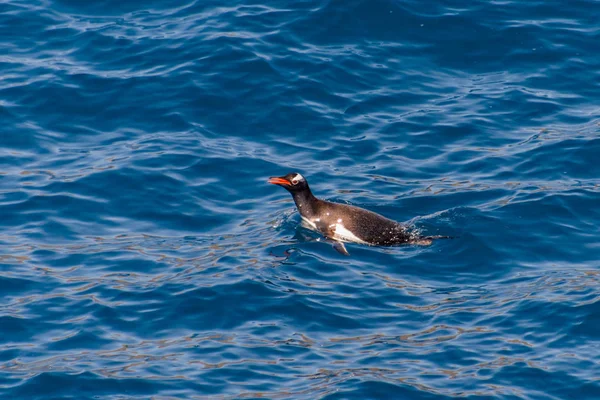 Pingouins Gentils Nageant Dans Mer — Photo