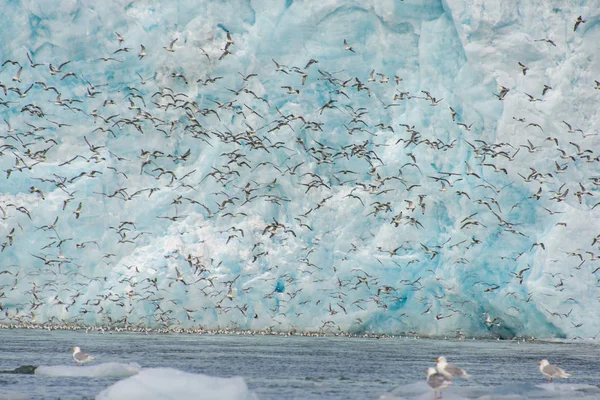 Arktycznym Svalbard — Zdjęcie stockowe