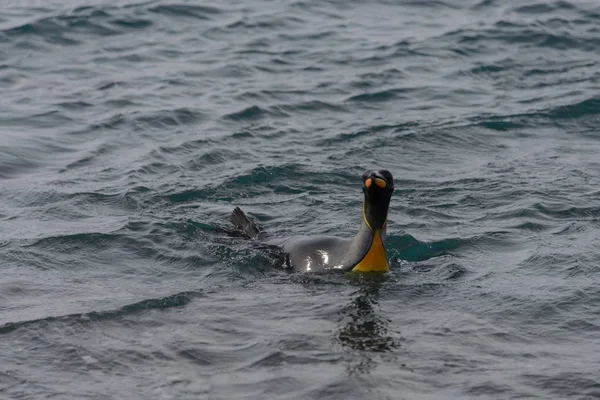 Pingüino Rey Saliendo Del Mar — Foto de Stock