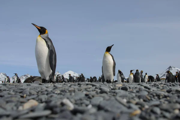 Güzel Yetişkin Kral Penguen — Stok fotoğraf