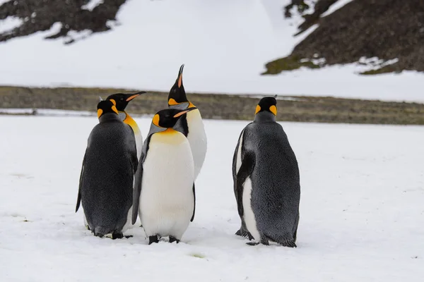 Pinguins Rei Ilha Geórgia Sul — Fotografia de Stock