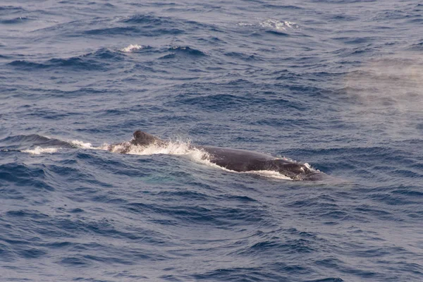 Humpback Whale Fin Sea — Stock Photo, Image