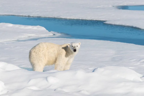 Urso Polar Embalagem Gelo — Fotografia de Stock