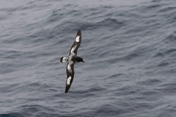 Petrel Antártico Thalassoica Antarctica — Fotografia de Stock