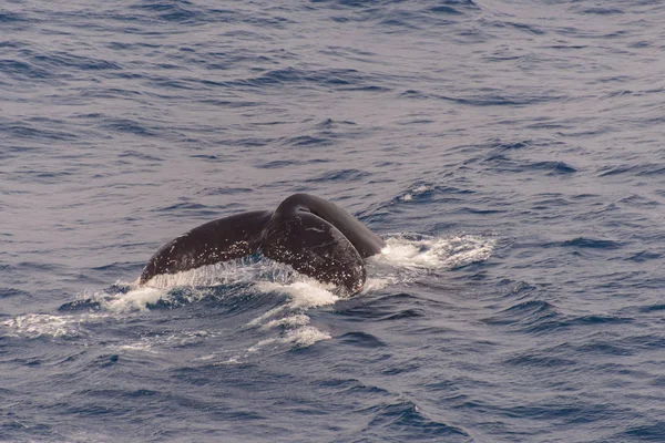 Cola Ballena Jorobada Mar — Foto de Stock