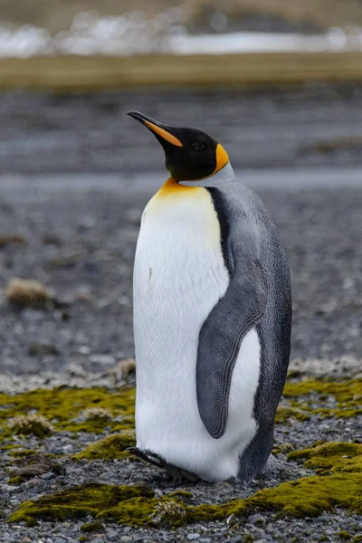 Königspinguine Auf Südgeorgien Insel — Stockfoto