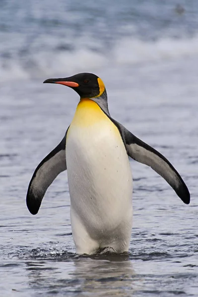 Kung Pingvin Kommer Från Havet — Stockfoto