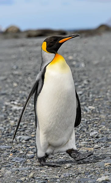 Pinguins Rei Ilha Geórgia Sul — Fotografia de Stock