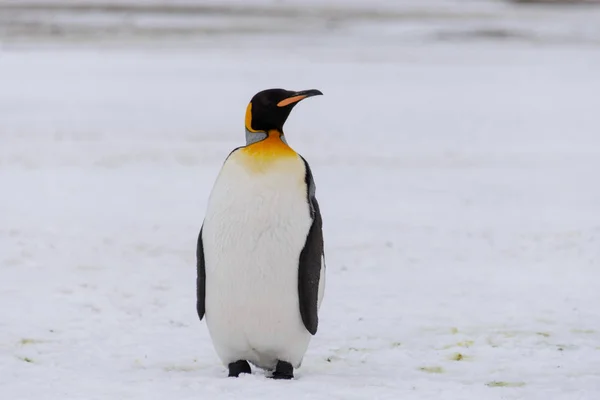 Королівський Пінгвін Природі — стокове фото
