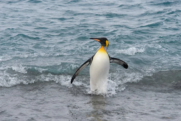 Pingüino Rey Saliendo Del Mar —  Fotos de Stock