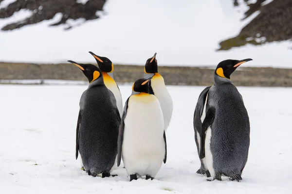 Pingwiny Królewskie Nature — Zdjęcie stockowe