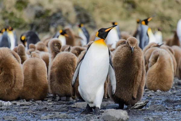 Hermoso Pingüino Rey Adulto — Foto de Stock