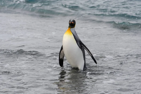 Pingüino Rey Saliendo Del Mar — Foto de Stock