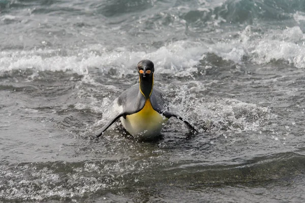 Roi Pingouin Allant Mer — Photo