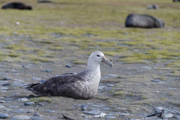 Petrel Gigante Naturaleza — Foto de Stock