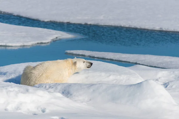 자연에서 귀여운 북극곰 — 스톡 사진