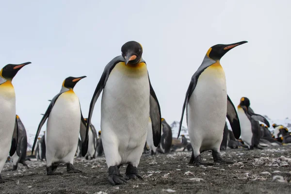 Königspinguine Auf Südgeorgien Insel — Stockfoto