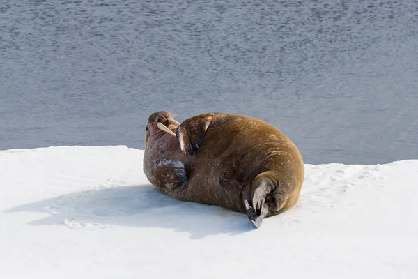 氷の上のかわいいセイウチ — ストック写真