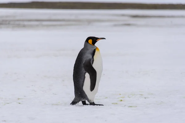 Rei Pinguim Natureza — Fotografia de Stock